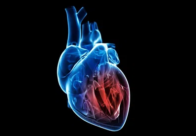 Heart_Illustration_460714965_EDIT.jpg