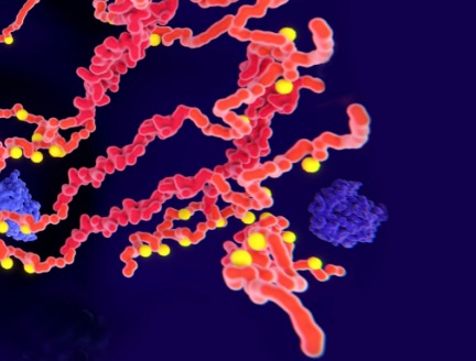 Tau protein neurodegeneration