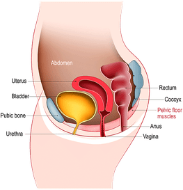 Pelvic-Floor-Muscles-Diagram.png